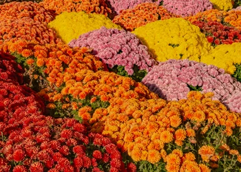 Chrysanthema Lahr