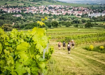 Kulinarische Weinwanderung Freinsheim
